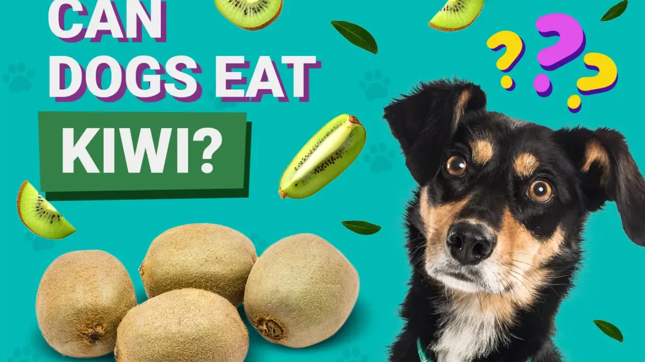 En nyfiken kiwi hund tittar på frukten. Kan hundar äta kiwi? Frågetecken svävar över hans huvud.