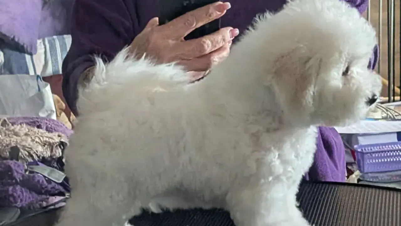 En fluffig bichon frisé står på ett bord, redo för en trimning.