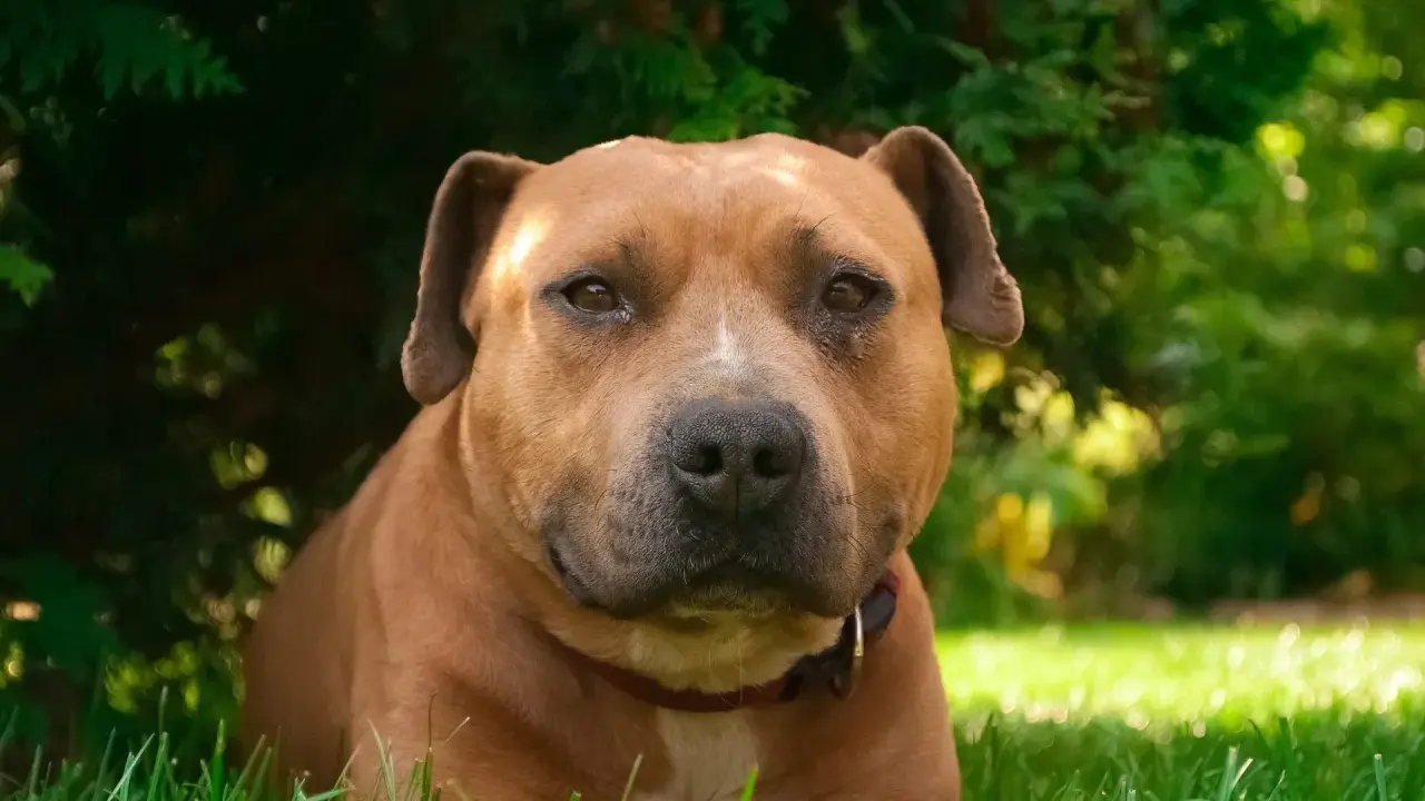 En brun amstaff kamphund vilar i gräset under ett träd.