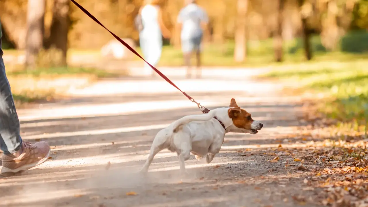 En hund springer på en grusväg i en park, med en person vid sidan. Hunden verkar ivrig att dressera sig själv för ett äventyr.