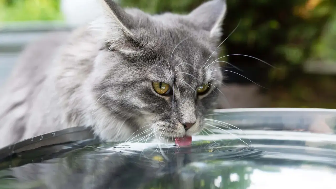 Grå katt med gula ögon dricker ur en skål. Det är inte tvångsvattna katt, utan en katt som njuter av sitt vatten.
