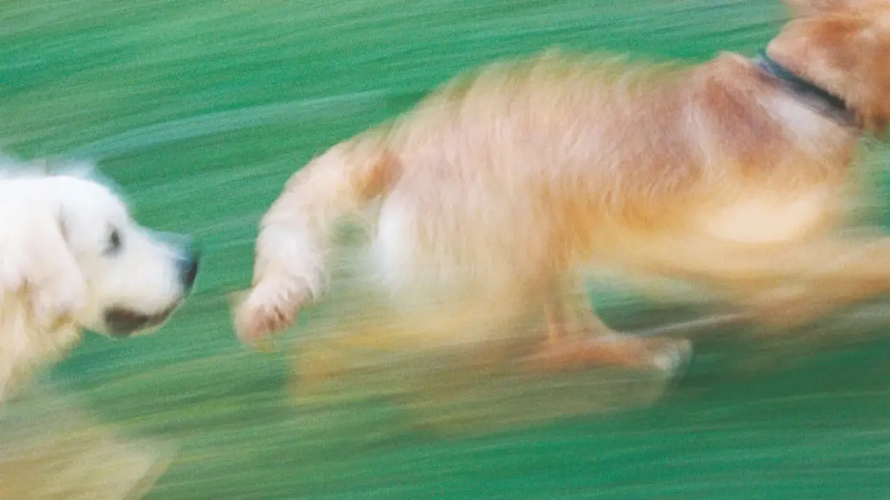 Två hundar springer i gräset, en ljus och en gyllene. Deras rörelse skapar en känsla av fart och lekfull berikning för hunden.