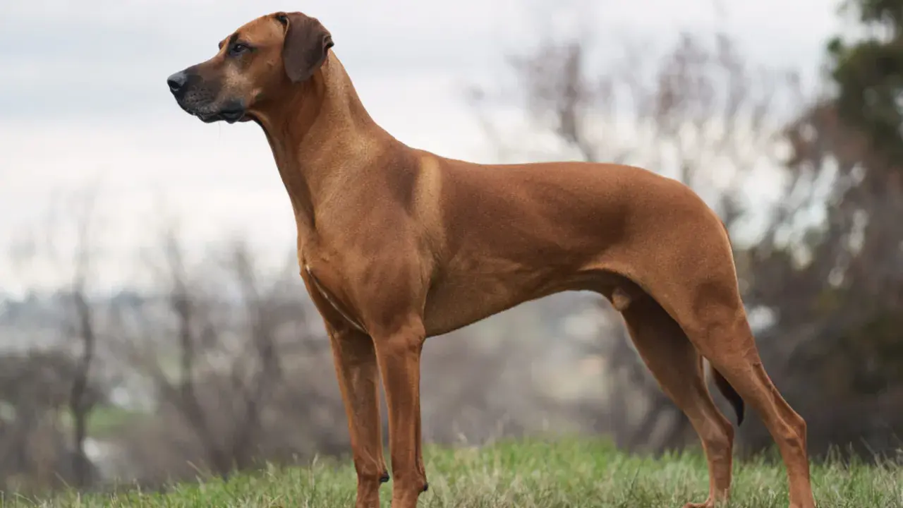 En ståtlig rhodesian ridgeback står i profil på ett gräsbevuxet fält. Hunden ser ut att vara redo för en ny chans, kanske en omplacering.