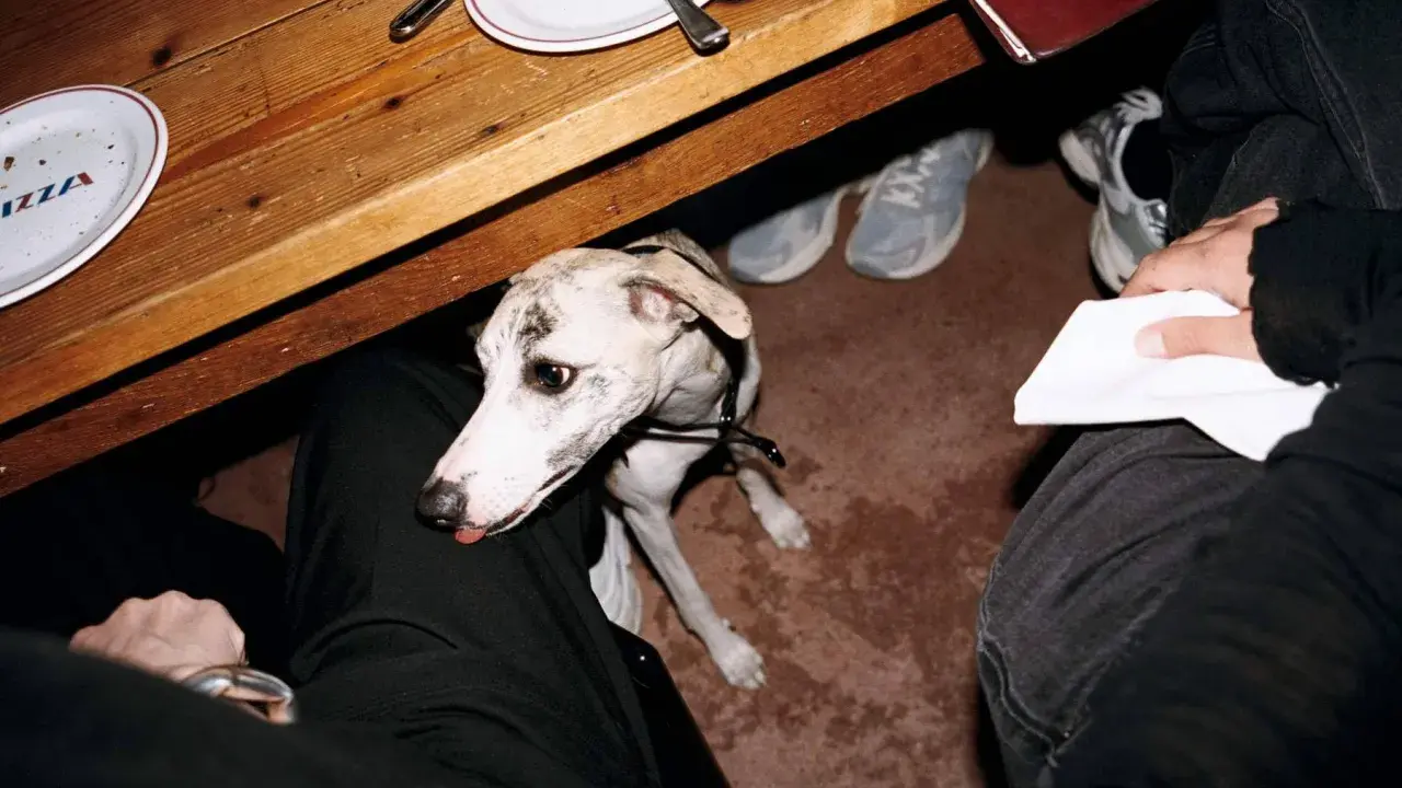 En vitkål hund sitter under ett träbord, med tallrikar med texten "PIZZA" och skor som syns i bakgrunden.