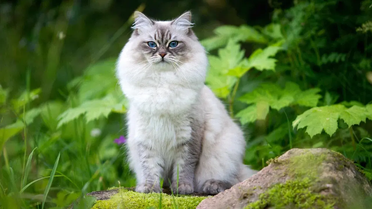 A fluffy Neva Masquerade cat with striking blue eyes sits on mossy rocks in a lush green garden.