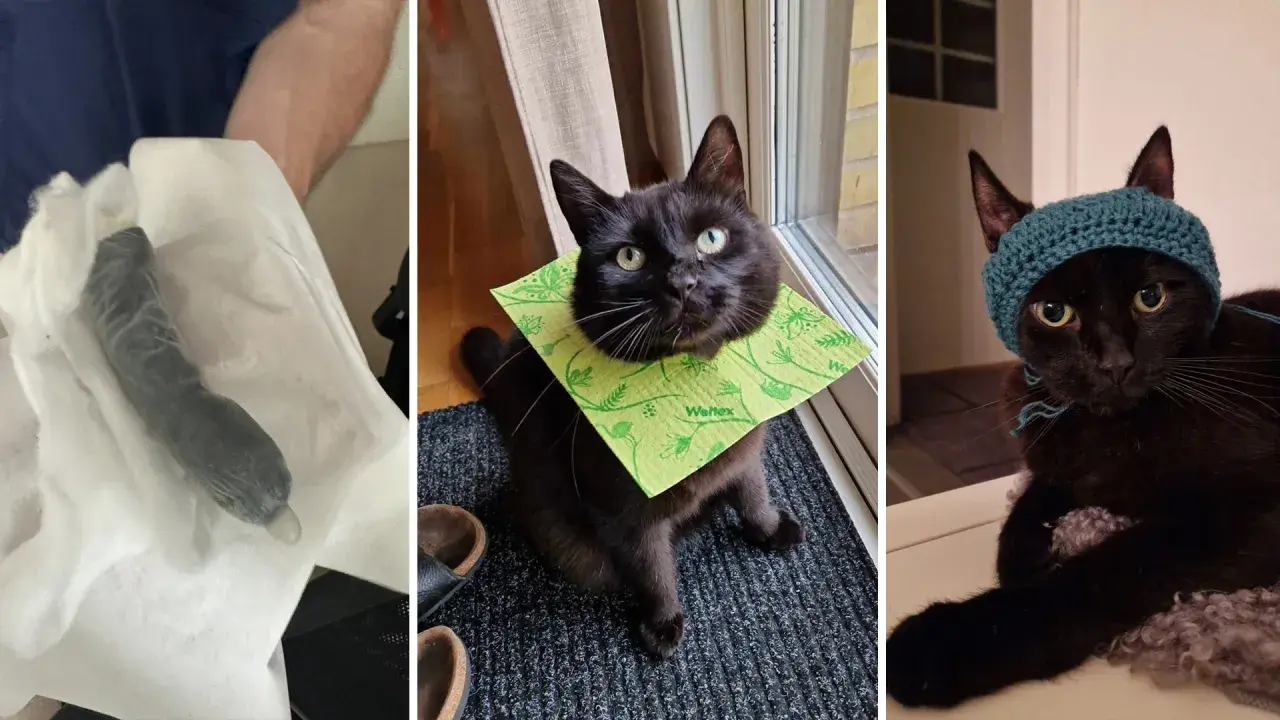 En svart katt med en grön duk runt halsen och en annan med en blå mössa. En tredje bild visar en svart katt som biter på sladdar.