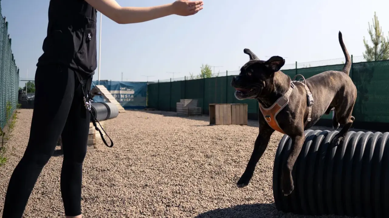 En hund hoppar över ett hinder på en hundträningsbana. En person sträcker ut handen för att uppmuntra hunden, ett perfekt sätt att aktivera hund på promenad.