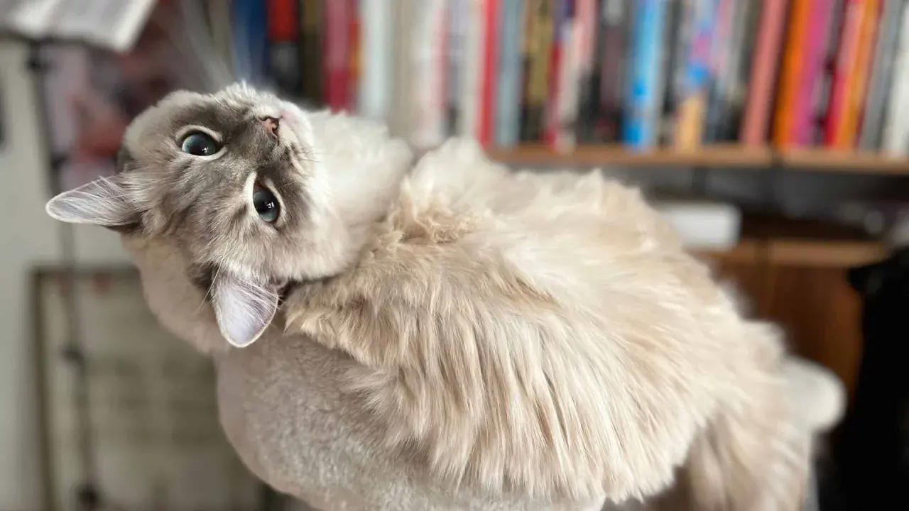 En fluffig katt med blå ögon ligger på en klösmöbel. Bakom syns en bokhylla. Denna katt påminner om stora kattraser.