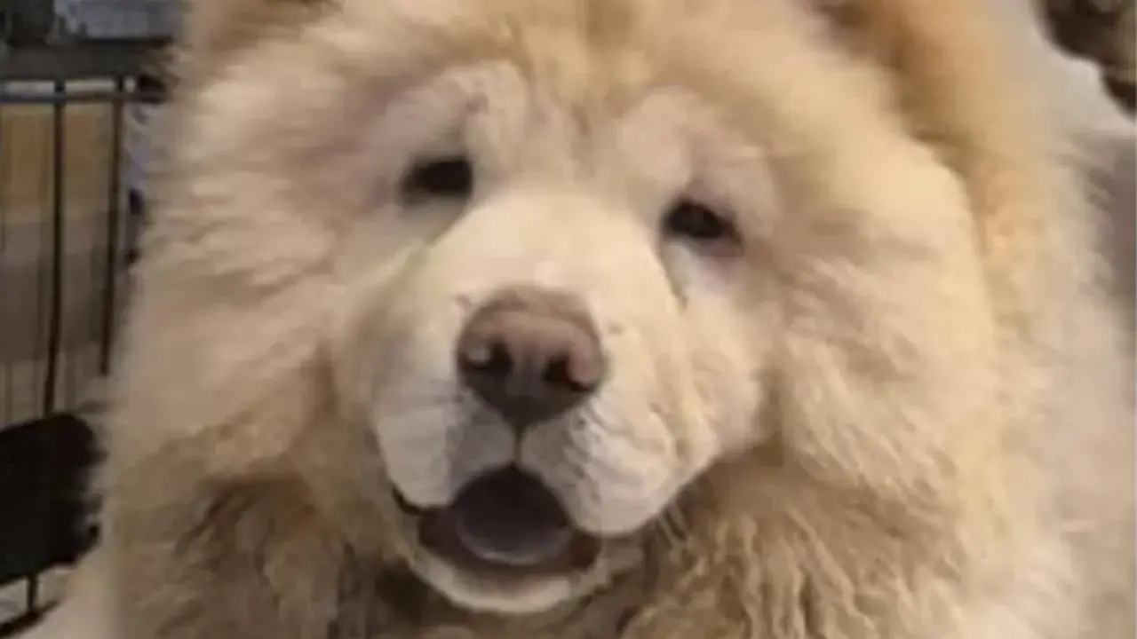 En fluffig chow chow med öppen mun och en blick som säger "ge mig en godbit".