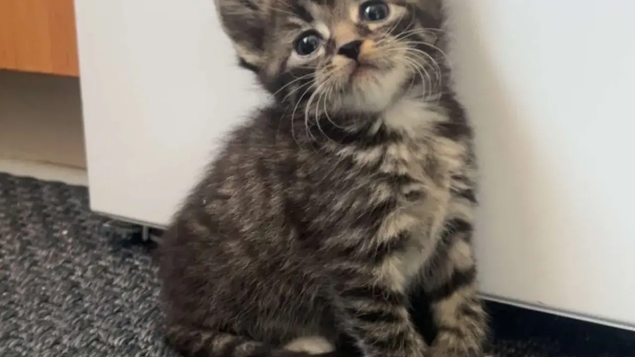 En söt, randig kattunge av rasen brittisk korthår tabby sitter på en grå matta och tittar upp med stora, nyfikna ögon.