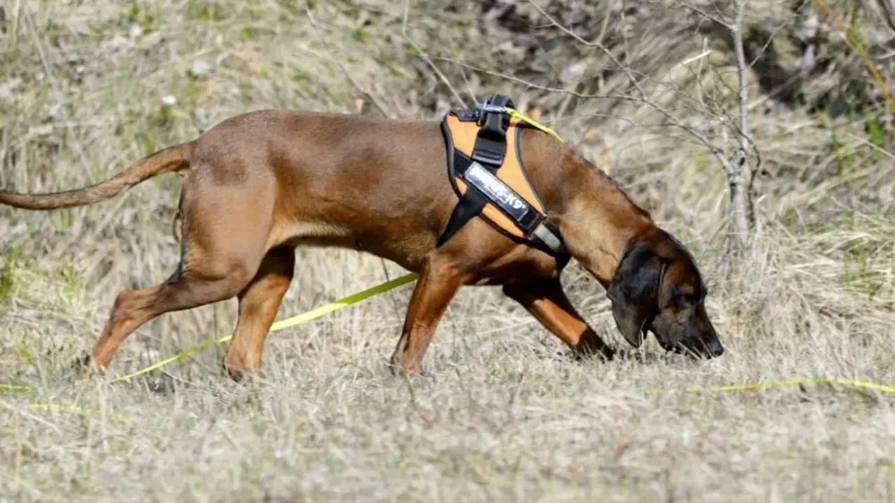 Brun hund med orange sele nosar i gräset, redo för anlagsprov.