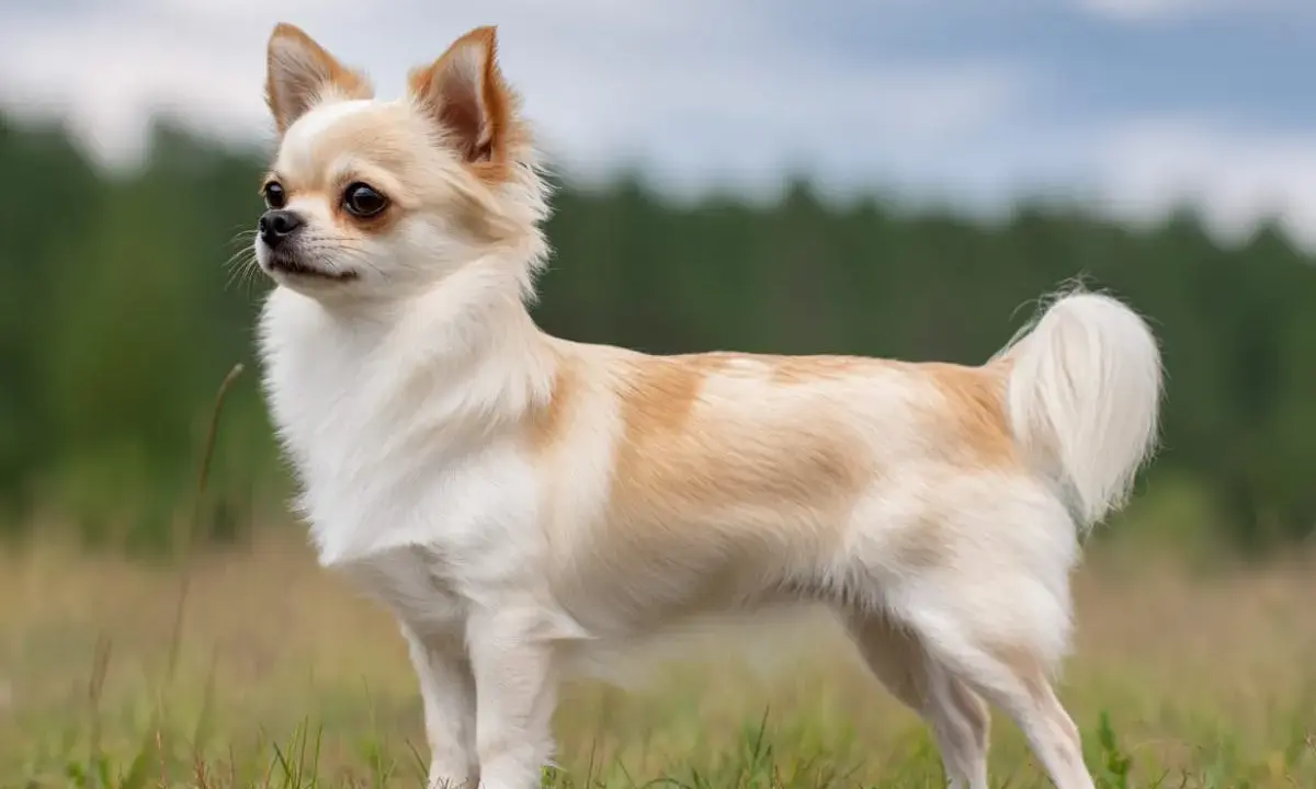 En långhårig chihuahua med ljus päls och bruna fläckar står i gräset. Dess chihuahua psyke lyser igenom i dess alerta blick.