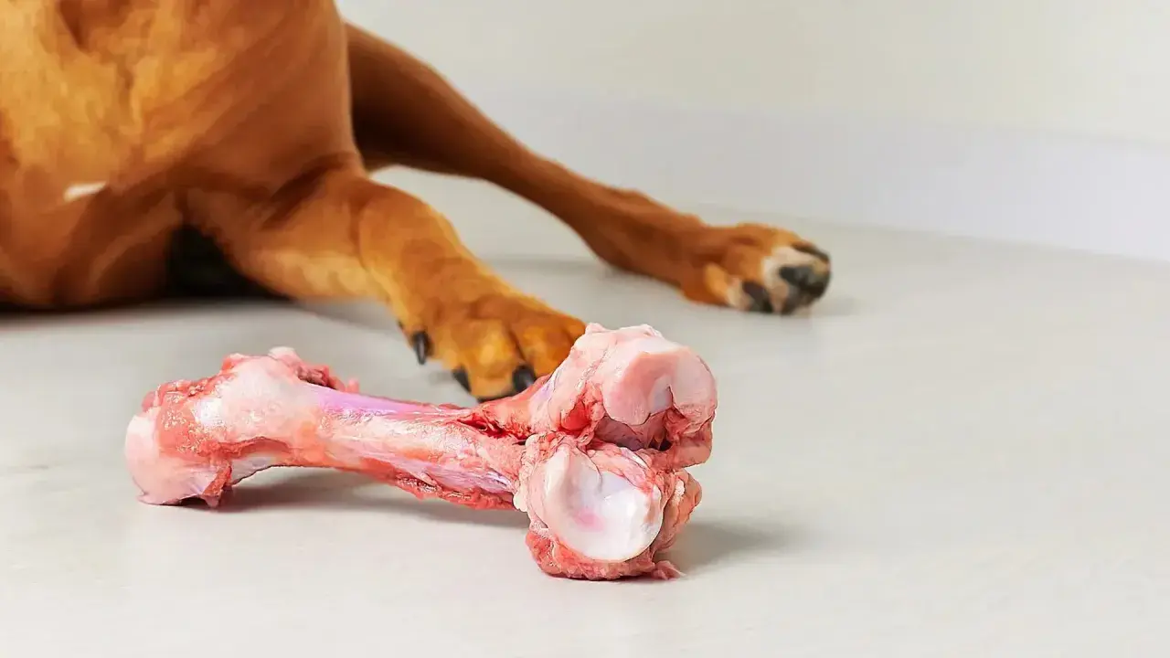 En brun hund ligger på golvet och tuggar på ett stort, rått ben.