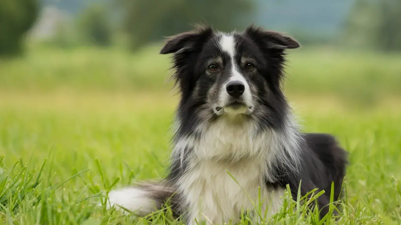 En vacker border collie vilar i det höga gräset, redo för nästa äventyr.