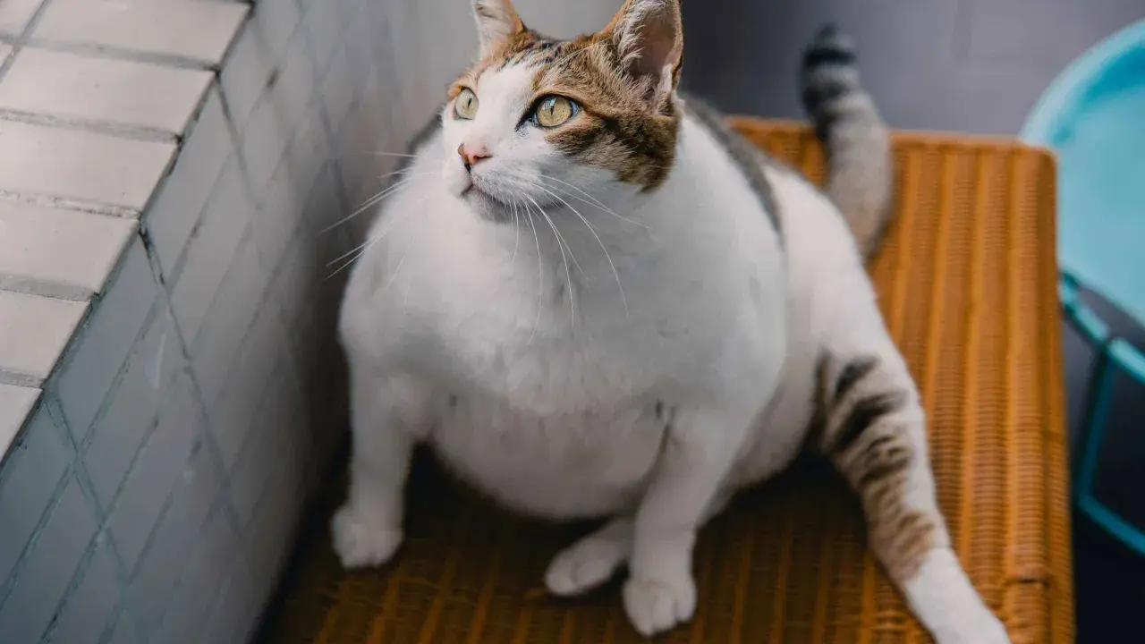 En tjock katt med vita och bruna markeringar sitter på en orange stol och tittar uppåt.