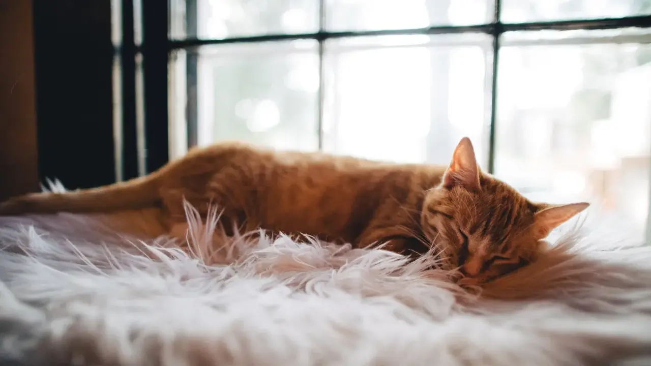 En orange katt sover djupt på en fluffig vit matta. Den drömmer säkert om hur mycket sover en katt, kanske 16 timmar om dygnet.