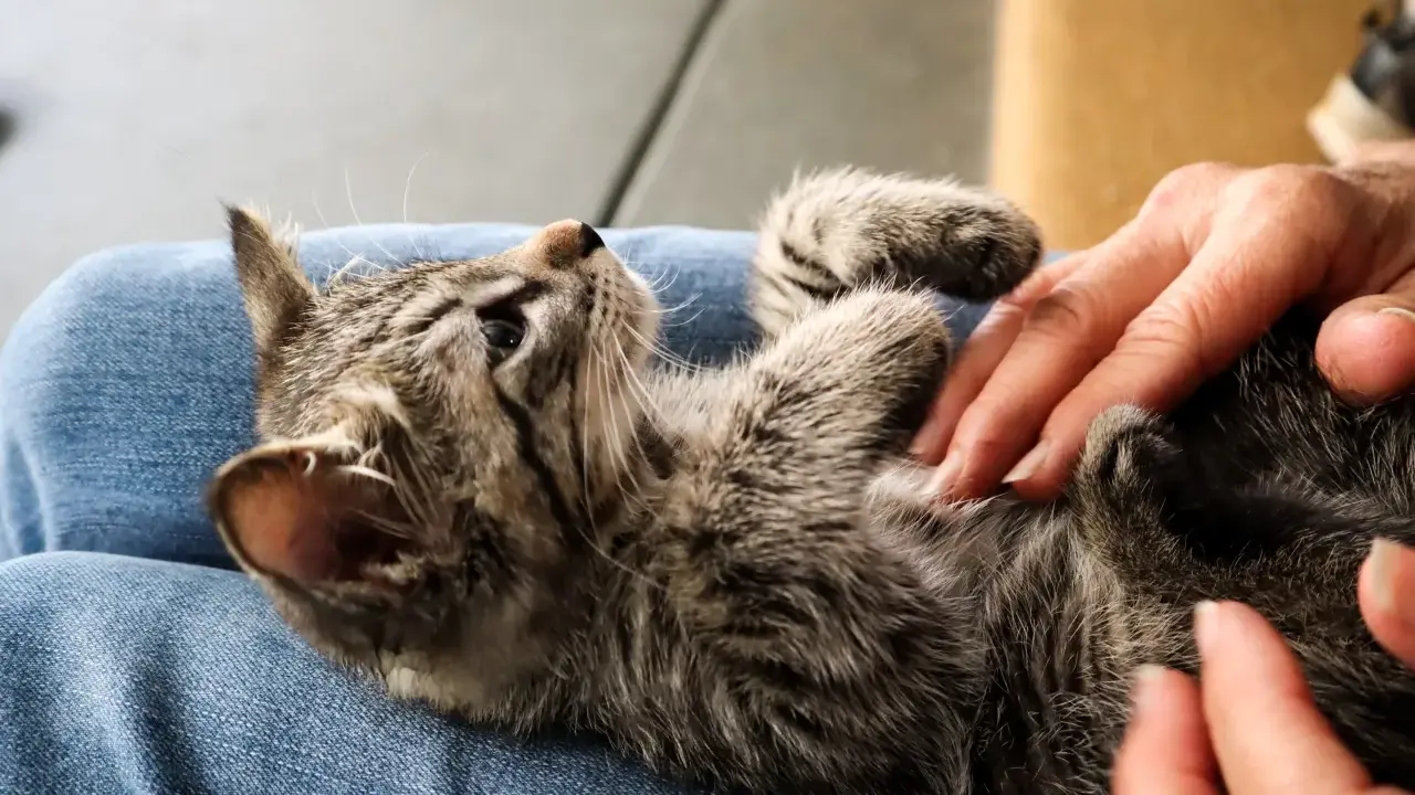 En liten kattunge som verkar ha svårt att kissa ligger på någons knä.