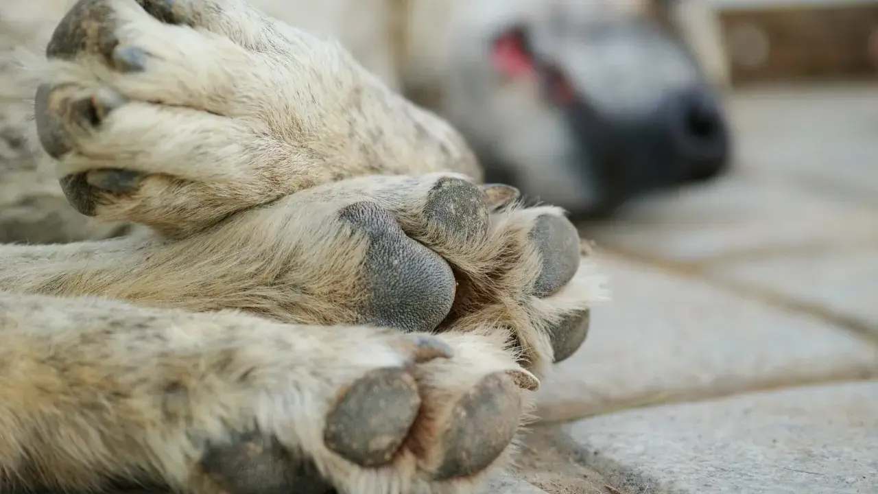 En hund sover på stenplattor. Tassarna är i fokus, med synliga klor. Hur många klor har en hund? Vanligtvis fem på framtassarna och fyra på baktassarna.