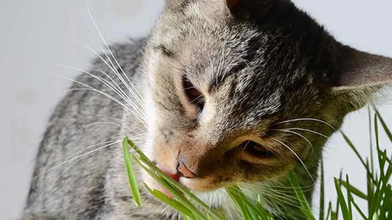 En randig katt tuggar på gräs, kanske för att lindra magen eller för att det är gott. Den verkar njuta av sin lilla måltid.