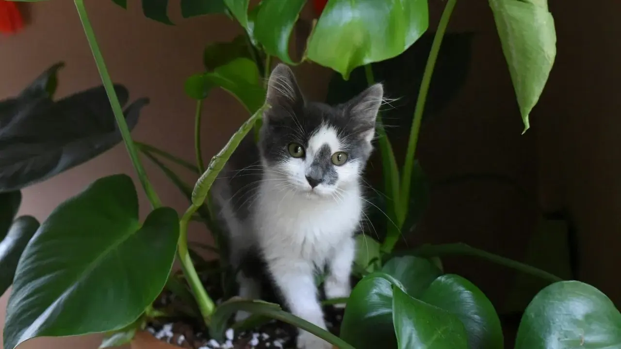En kattunge gömmer sig bland stora gröna blad, som om den utforskar en djungel av blommor som katter tål.