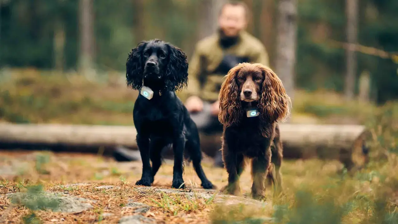 Två cocker spaniel i skogen, en svart och en brun. Båda bär halsband med ljus.