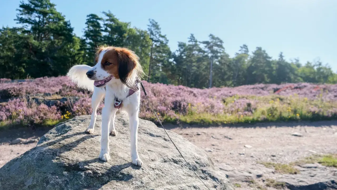En glad hund står på en sten med ljungfält och träd i bakgrunden.