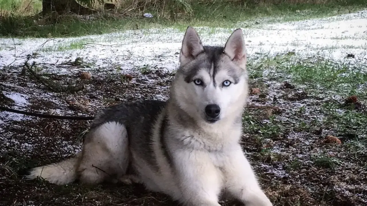 En siberian husky med isblå ögon vilar på marken nära ett gammalt, förfallet **siberian husky barn**.