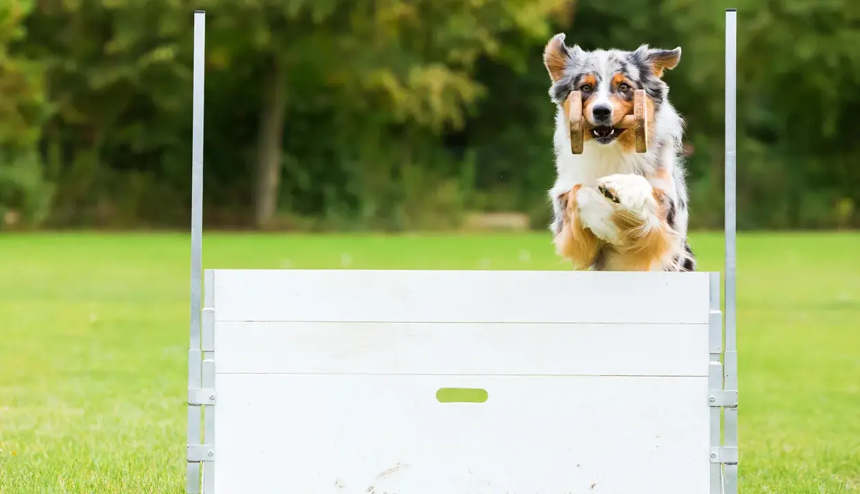 En australisk herdehund hoppar över ett hinder i agility. Denna hundras är känd för sin snabbhet och intelligens.
