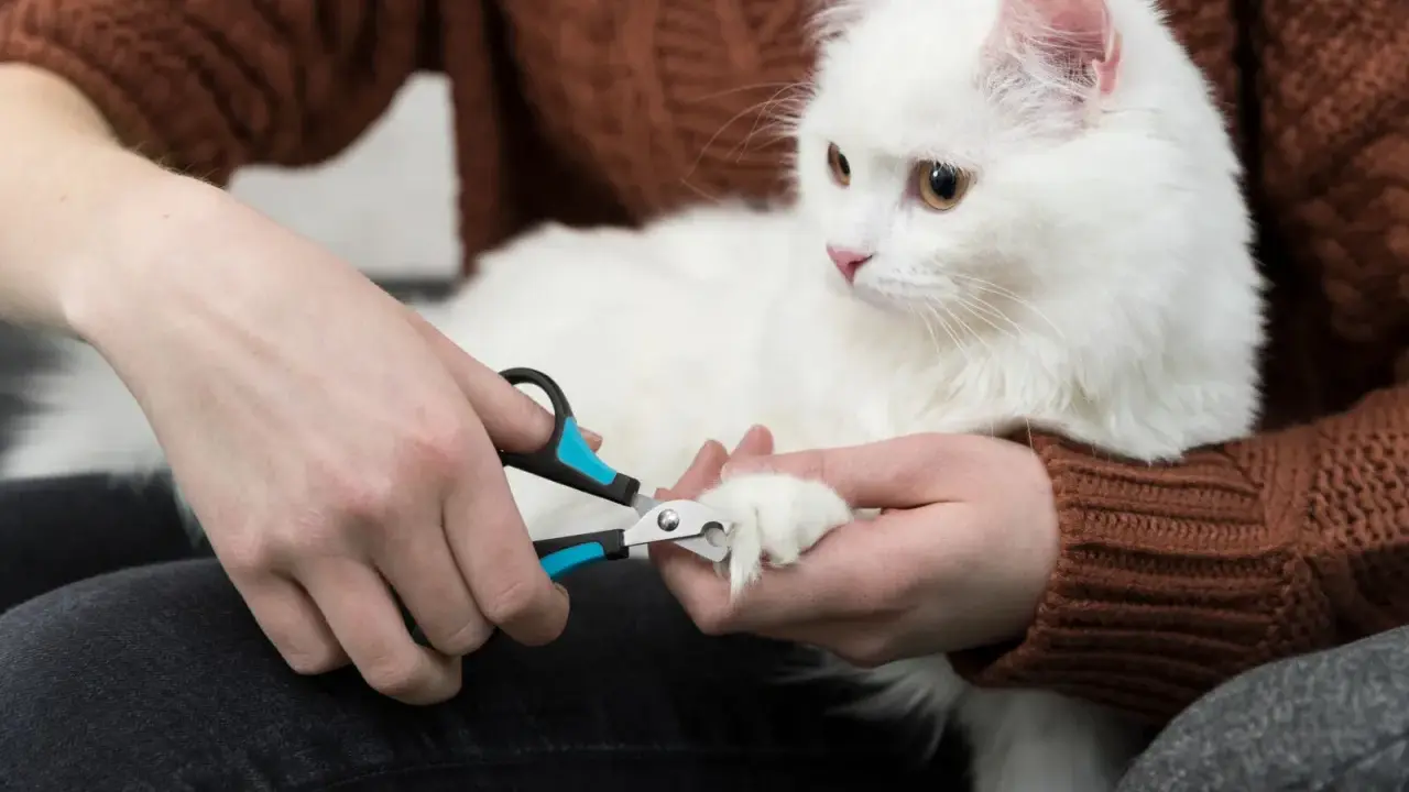 Person trimming a white cat's claws with nail clippers.