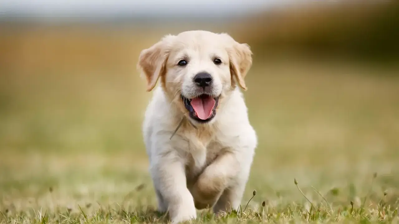 En glad golden retriever-valp springer över en gräsmatta. Valpens vikt är perfekt för dess ålder.