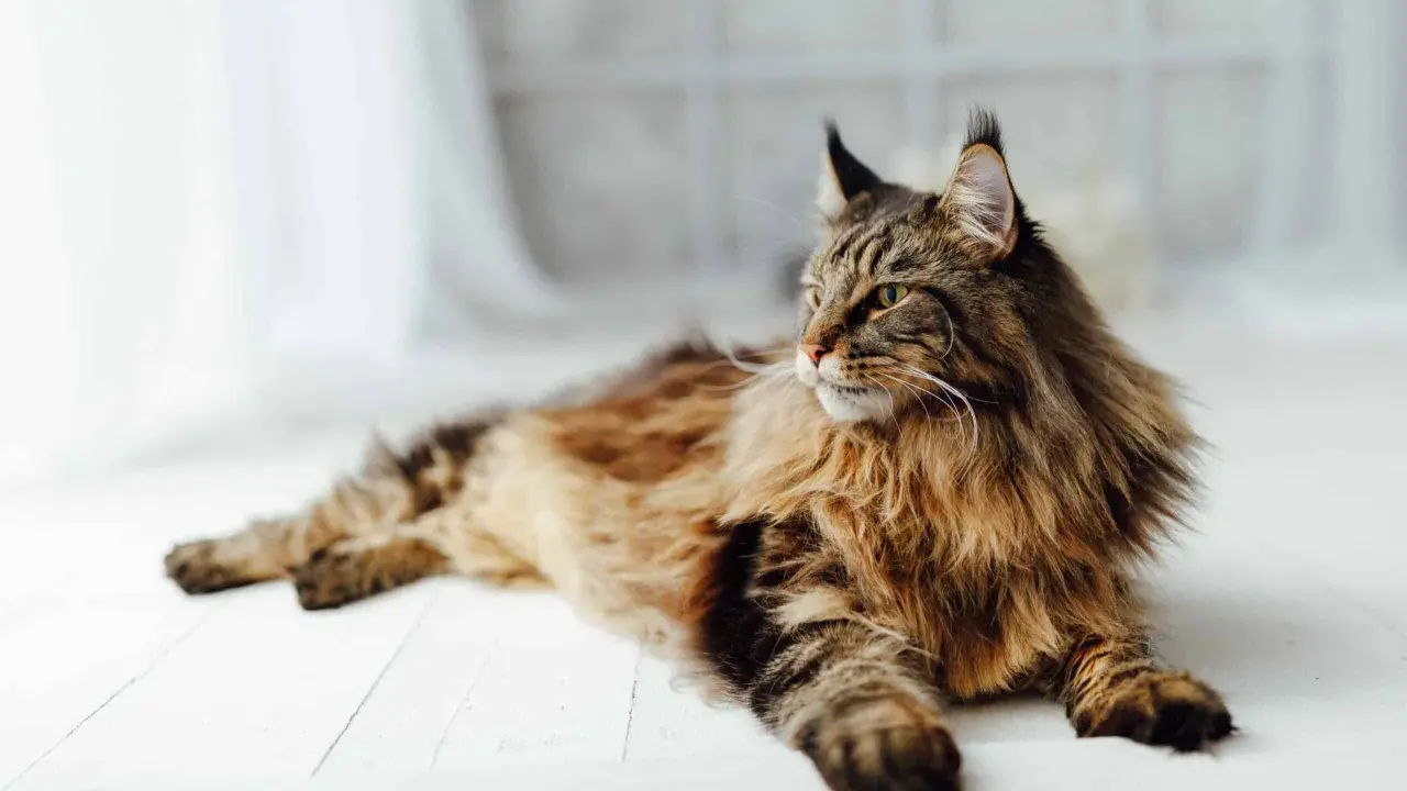 En ståtlig maine coon med gyllene ögon och en yvig päls ligger utsträckt på ett vitt trägolv.