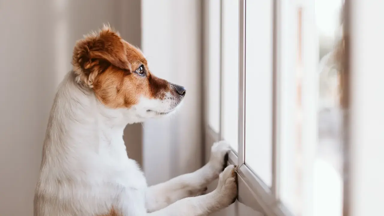 En hund ensam hemma tittar ut genom fönstret, längtar efter att någon ska komma hem.