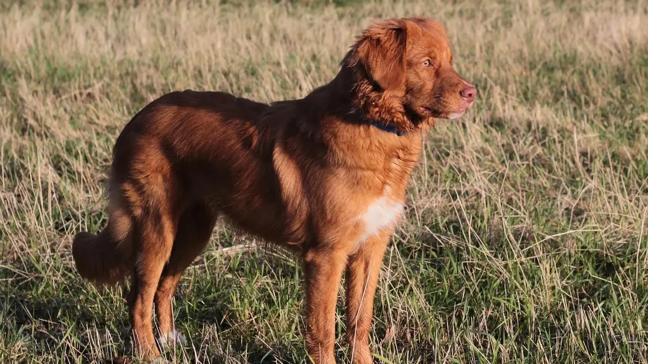 En ståtlig tollare hund står i ett solbelyst gräslandskap, redo för äventyr.