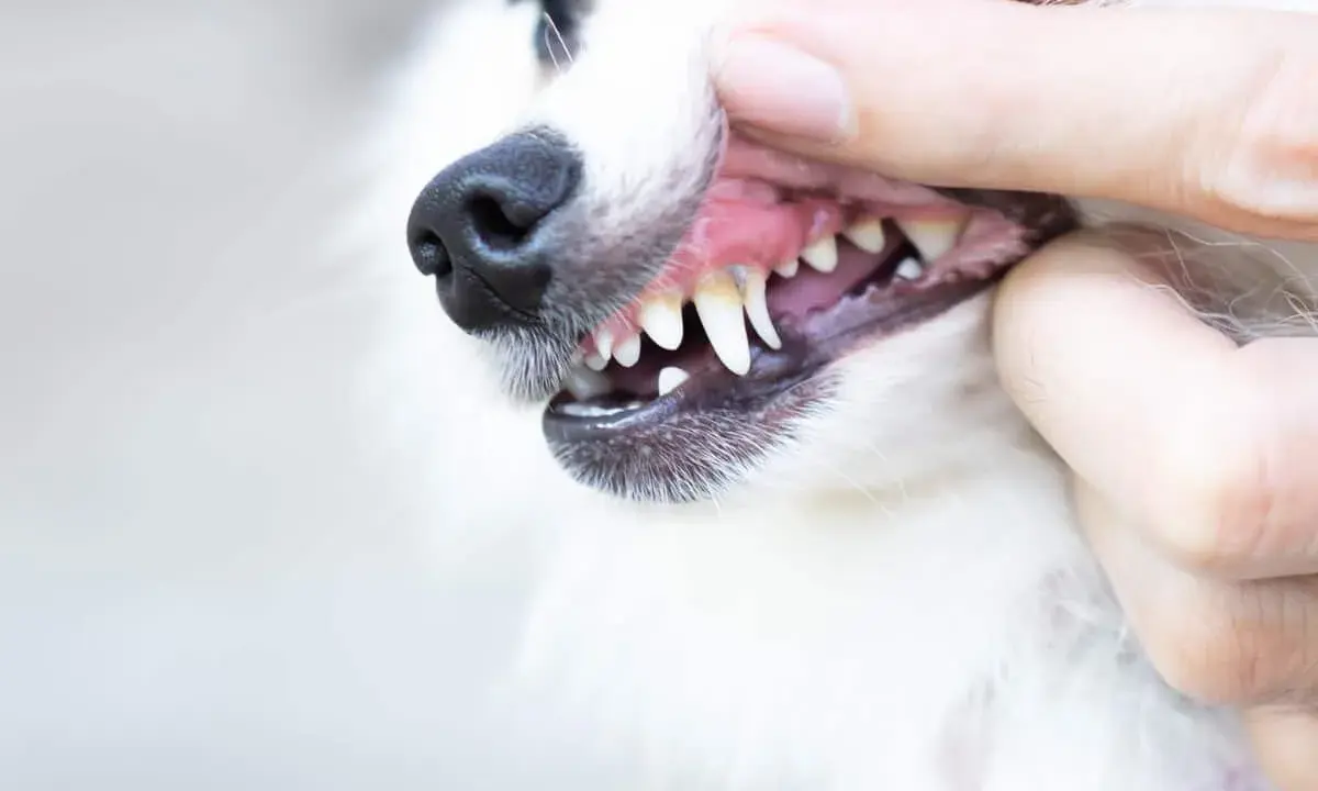 Close-up of a dog's mouth being opened by a hand, showing its teeth and gums.