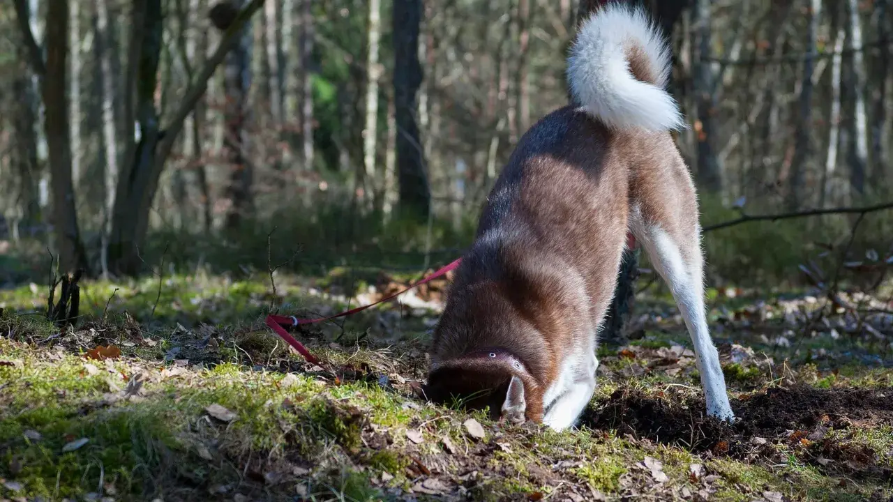 En brun och vit hund med krullig svans gräver i skogen. Kanske är den understimulerad och söker spänning i jorden.
