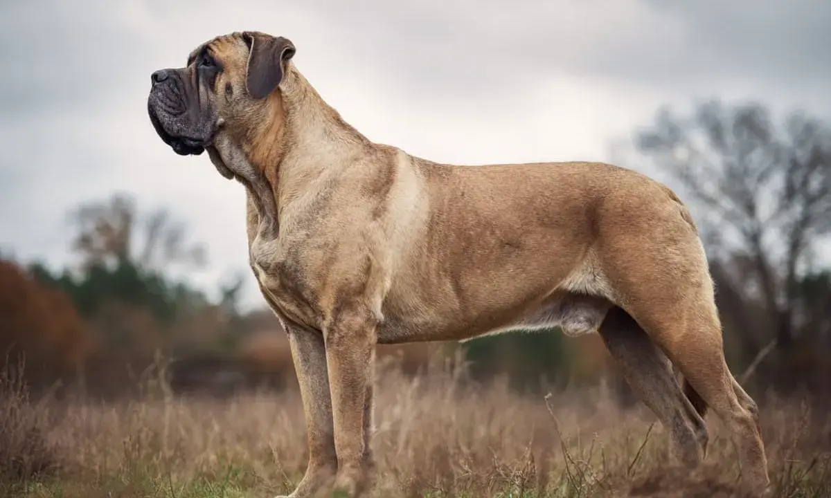 En ståtlig hund av mastiff liknande raser står i en höstlig äng.