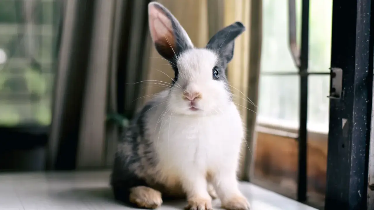 En liten kanin sitter vid ett fönster, ser lite stressad ut med sina stora öron uppåt.