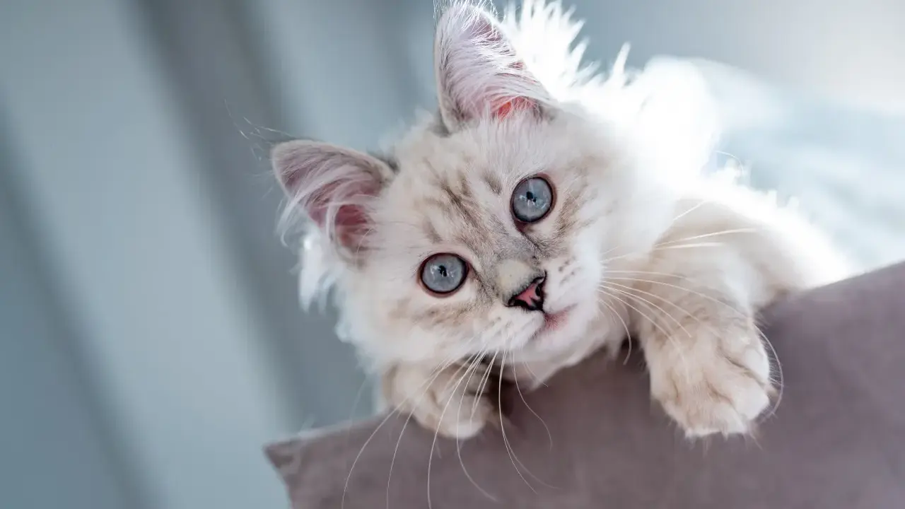 Söt kattunge med blå ögon som tittar upp. Snart dags för vaccination katt för att hålla den frisk och glad.