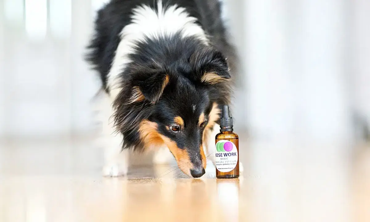 En nyfiken nose work hund nosar på en flaska med doft.