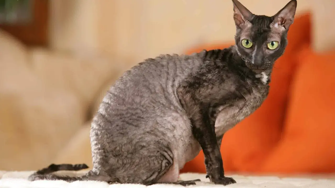 En Cornish Rex med grå, vågig päls och gröna ögon sitter på en vit yta.