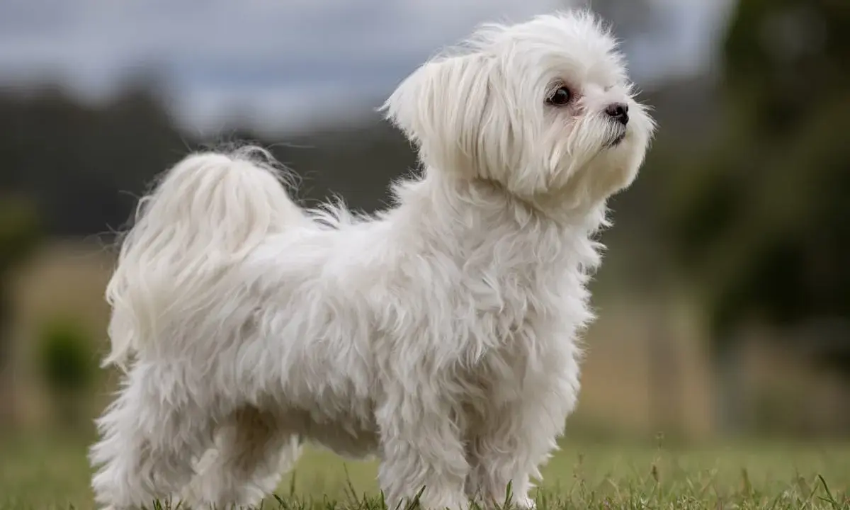 En söt malteser korthårig hund står i gräset och tittar uppåt.