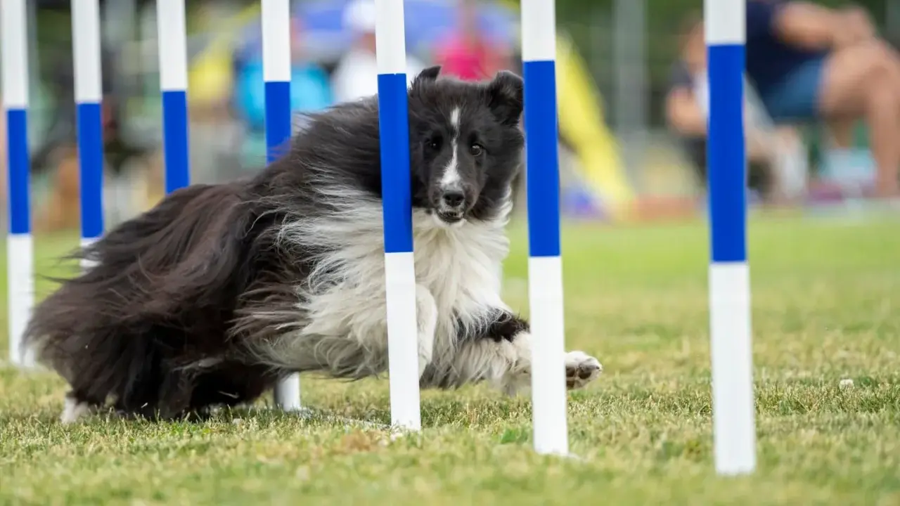 En svartvit hund med lång päls navigerar snabbt genom en agilitybana, med fokus på uppgiften.