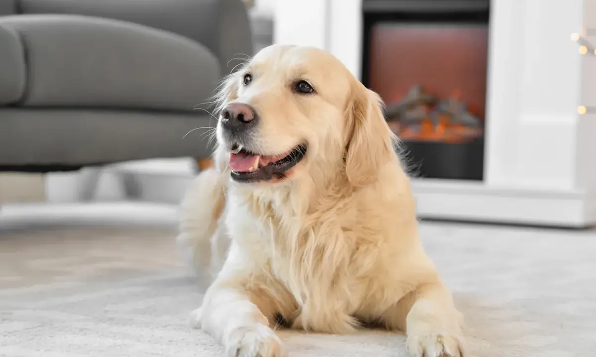 En glad golden retriever ligger på en matta framför en öppen spis. En fråga som många ställer sig är: hur mycket kostar en hund?