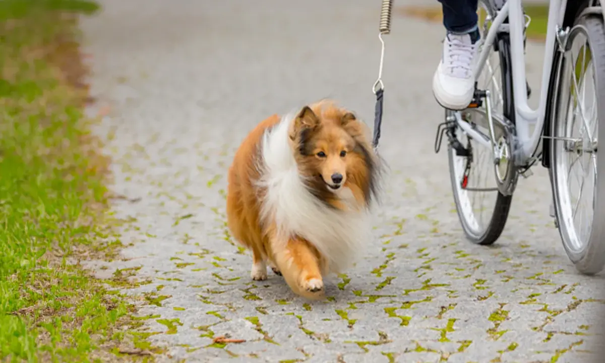 En sheltie njuter av att cykla med hund på en grusväg.