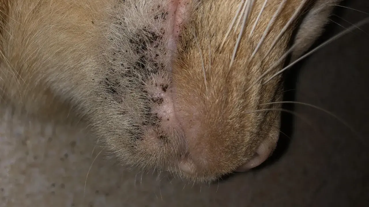 Närbild på en katts haka med mörka prickar, vilket kan vara tecken på katt akne.