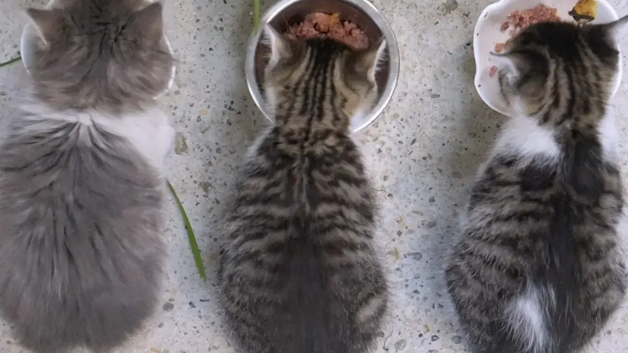 Tre kattungar, cirka 12 veckor gamla, äter från varsin skål. En är grå och fluffig, de andra två är randiga.