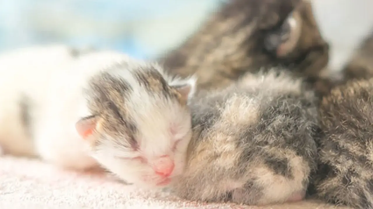 Söta kattungar, kanske 4 veckor gamla, sover tätt tillsammans. En vit och grå kattunge med rosa nos ligger längst fram.