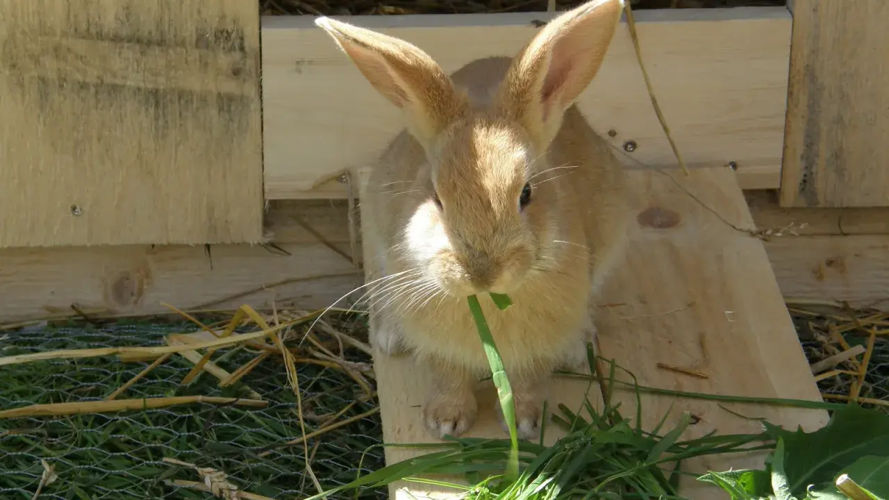 En söt kanin mumsar på maskrosblad i solen.