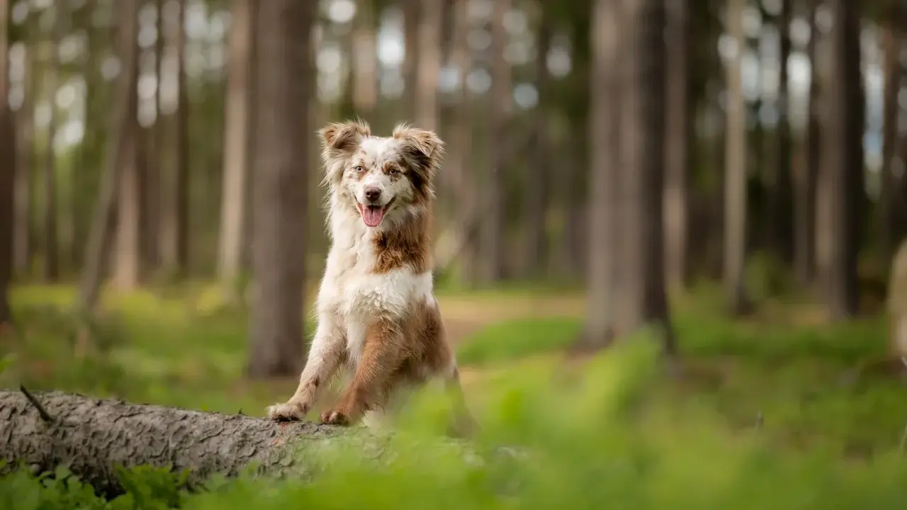 En glad hund sitter på en fallen trädstam i skogen. Dess kroppsspråk visar att den är avslappnad och nöjd.