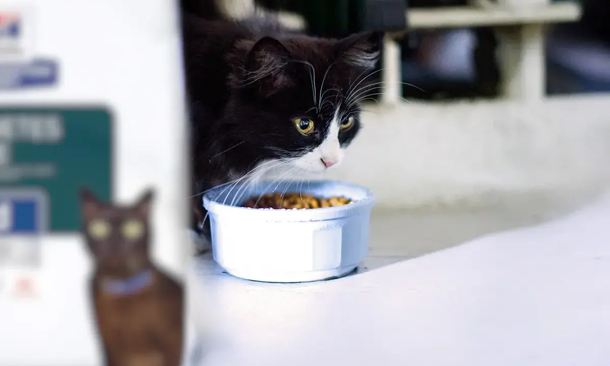 Svartvit katt med gula ögon nosar på mat i skål. En annan katt syns suddigt i bakgrunden. Kanske en gastrointestinal katt som äter specialkost.